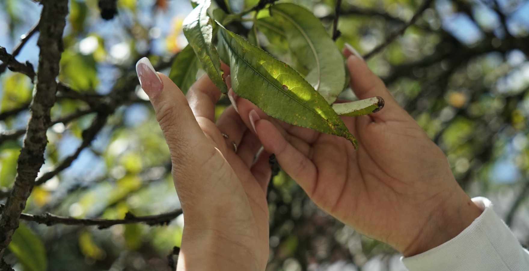 Manos de mujer en jardin